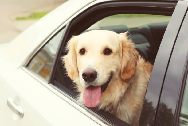 Pet in taxi