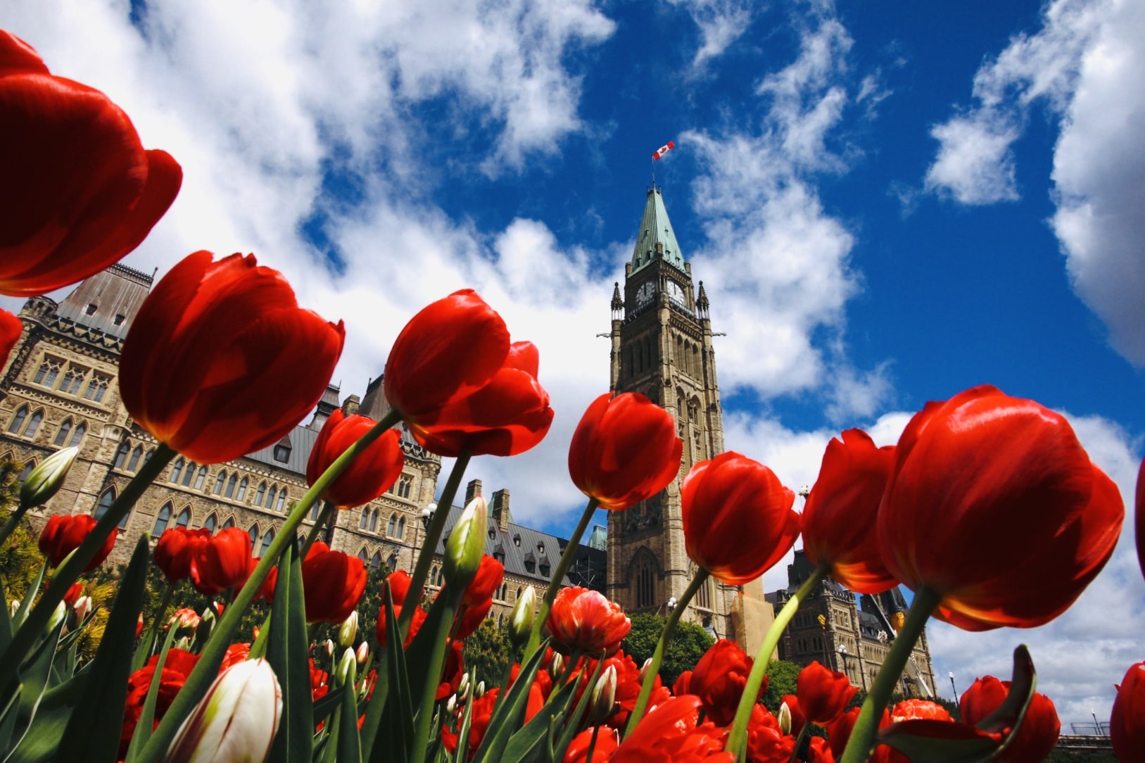 canadian-international-tulip-festival